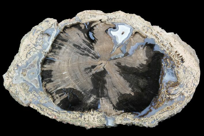 Petrified Wood (Schinoxylon) Slab - Blue Forest, Wyoming #99257